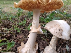 Amanita magnivelaris