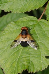 Volucella pellucens