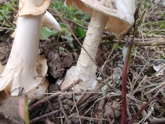 Amanita magnivelaris