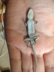 Urosaurus ornatus