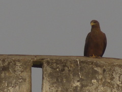 Milvus migrans parasitus