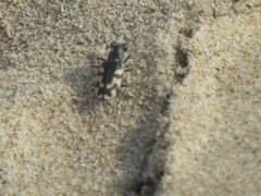 Cicindela latesignata