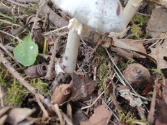 Amanita magnivelaris