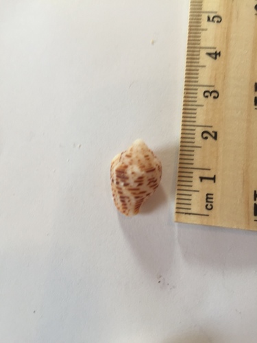 Merchant Dove Shell