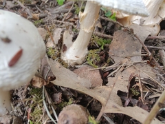 Amanita magnivelaris