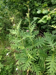 Cirsium alsophilum