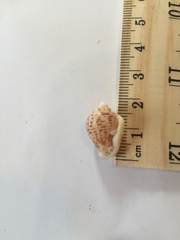 Columbella mercatoria