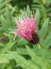 Cirsium alsophilum