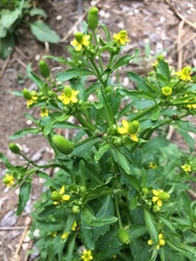 Ranunculus sceleratus sceleratus