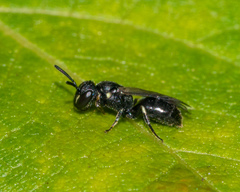 Hylaeus mesillae cressoni