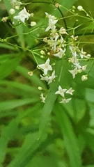 Galium aristatum