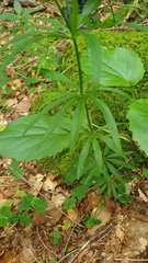 Galium aristatum