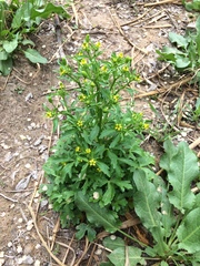Ranunculus sceleratus sceleratus