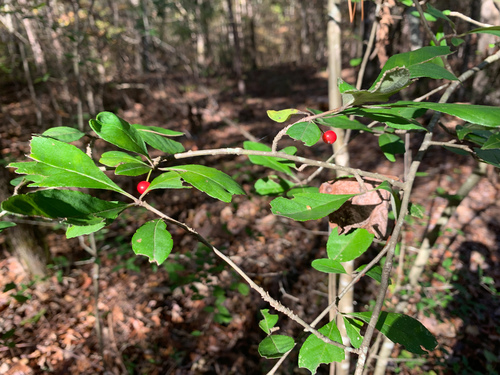 Cuthbert's Holly (Ilex cuthbertii)