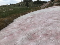 Chlamydomonas nivalis