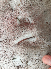 Chlamydomonas nivalis