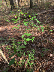 Ilex cuthbertii