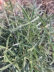 Lupinus multiflorus