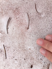 Chlamydomonas nivalis