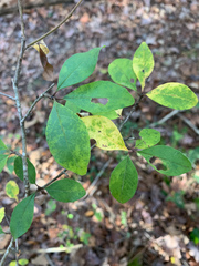 Ilex cuthbertii