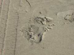 Cicindela latesignata