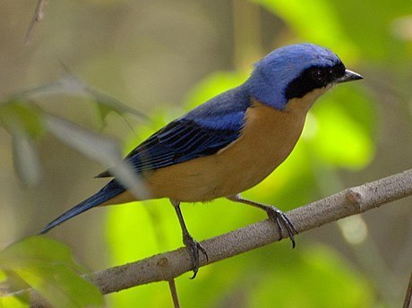 Fawn-breasted Tanager