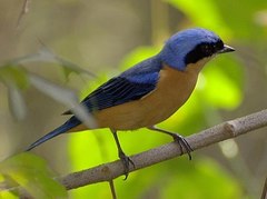 Fawn-Breasted Tanager photo 2