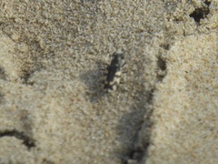 Cicindela latesignata