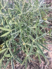 Lupinus multiflorus