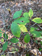 Ilex cuthbertii