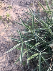 Lupinus multiflorus