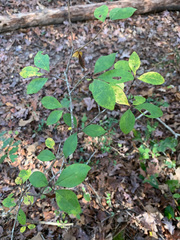 Ilex cuthbertii