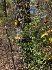 Ilex cuthbertii