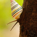 舌型螺屬 - Photo 由 Jiri Hodecek 所上傳的 (c) Jiri Hodecek，保留部份權利CC BY-NC