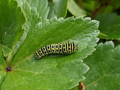 Papilio brevicauda