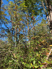 Ilex cuthbertii