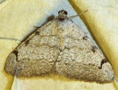 Digrammia triviata