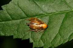 Ectobius