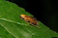 Ectobius