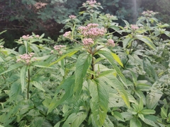 Eutrochium maculatum