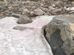 Chlamydomonas nivalis