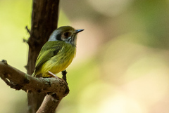 Myiornis auricularis