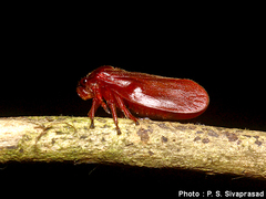 Eoscartini