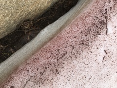 Chlamydomonas nivalis