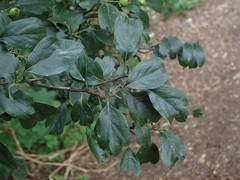 Crataegus × media