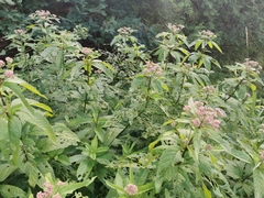 Eutrochium maculatum