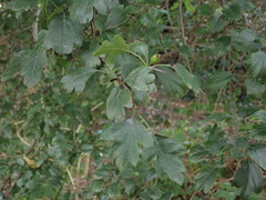 Crataegus × media