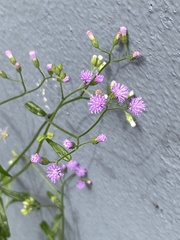 Cyanthillium cinereum
