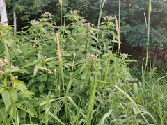 Eutrochium maculatum