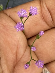 Cyanthillium cinereum